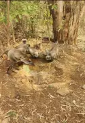 Bidar Youths Place Water Containers in Forests for Wildlife This Summer