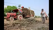 Bihar Farmers Face Triple Blow from Unseasonal Rains and Hailstorms