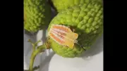 Bihar Forms Task Force to Combat Invasive Litchi Stink Bug Threat