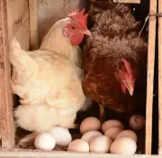 Bird flu spreads to new poultry farms in Navapur, culling underway