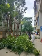 BJP MLA Urges PCMC to Trim Trees in Housing Societies, Civic Body Cites Challenges