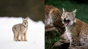 Bobcat vs Lynx: Key Differences Between These Similar Wild Cats