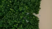 Brazil forest loss drops 20.6% in 2025, lowest since 2019: MapBiomas