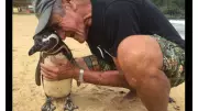 Brazilian Penguin Returns Yearly to Visit Man Who Saved Its Life