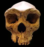 Broken Hill Skull Rewrites Human Evolution: New Dating Reveals Coexistence with Homo Sapiens