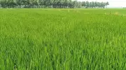 CACP Flags Rice Stock Surge Due to State Bonuses Over MSP
