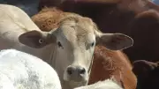 Calcutta HC Asks Bengal Govt to Decide on Animal Slaughter Exemption for Eid