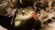 Can Snakes Recognize Humans? The Surprising Truth About Reptile Memory