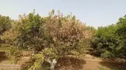 Canal water suspension in Punjab's kinnow belt worries orchard owners