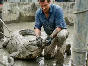 Captive-Bred Crocodiles Show Promise for Conservation in Bangladesh