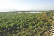 Centre Asks Maharashtra to Probe Mangrove Diversion for Versova-Bhayander Coastal Road