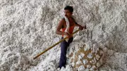 Centre Launches Rs 5,659 Crore Mission to Boost Cotton Productivity