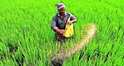Centre orders probe into subsidised fertiliser irregularities in Andhra