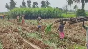 Centre Withdraws Draft Sugarcane Order 2026 After Objections
