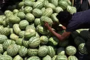 Chandigarh Watermelon Illness Probe: Initial Tests Negative, Alert Continues