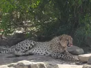 Cheetah KP-3 Rescued Near Rajasthan-MP Border After Six-Week Ordeal