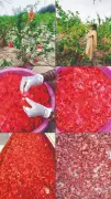 Chengalpet's Hibiscus Farm Produces Herbal Tea Sold Across Tamil Nadu