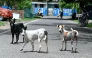 Chennai Corporation Opens Quarantine Centre for Rabid Stray Dogs