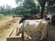 Chennai Corporation to Build Seven New Cattle Sheds Across City