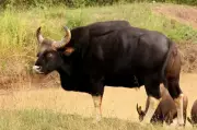Chikkamagaluru Forest Dept to Launch First Gaur Relocation Operation
