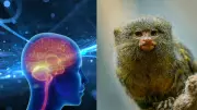 Chinese Scientists Find Human-Like Speech Pathways in Marmoset Brains