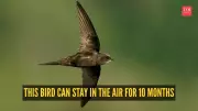 Common Swift: The Bird That Flies for 10 Months Without Landing