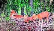 Conservation milestone: Dhole pups spotted in Debrigarh sanctuary