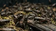 Cricket Pain Discovery Challenges Insect Farming Ethics