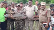 Crocodile Rescued from Agricultural Well in Dharmapuri District