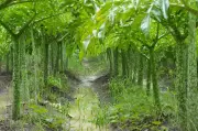 Delhi: 673 Hectares of Central Ridge Declared Reserved Forest