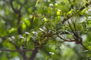 Delhi Forests Hold Underground Carbon Treasure Worth Crores