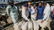 Delhi Forms Rapid Response Teams to Prevent Illegal Animal Sacrifice During Bakrid