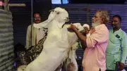 Delhi Minister Kapil Mishra Orders Strict Animal Welfare Enforcement Ahead of Bakrid