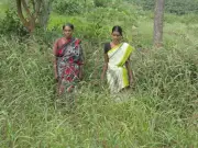 Despite Urban Demand, Tamil Nadu Farmers Shift Away from Millet Cultivation