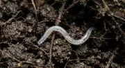 Devil Worm: A Deep-Earth Creature That Defies Scientific Expectations