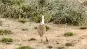 Disappearance of Great Indian Bustard Chick in Gujarat Sparks Outrage Among Experts