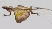 Draco Lizards: Masters of Gliding Flight in Tropical Forests