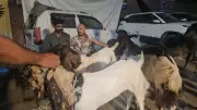 Durg Police Posed as Goat Traders, Census Officials to Nab Interstate Theft Kingpin