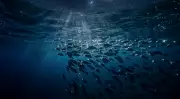 Earth's Greatest Hidden Migration: Trillions of Creatures Rise From the Deep Every Night
