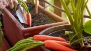 Easy Balcony Vegetables: Grow Fresh Produce at Home Guide