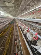 Egg Supply Hub Navapur's Poultry Economy Crumbles Under Repeated Bird Flu Outbreaks