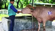 Eid Buffalo Named After Donald Trump Spared, Sent to Dhaka Zoo