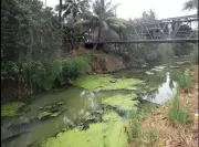 Encroachments Hinder Thettiyar Stream Cleanup in Thiruvananthapuram