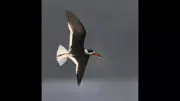Endangered Indian Skimmer Birds Return to Ganga After 20 Years in Bhagalpur
