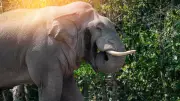 Farmer Trampled to Death by Wild Elephant in Tamil Nadu's Erode