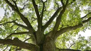Finding Quiet Wisdom in Trees Amid a Fractured World