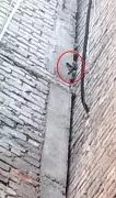 Firefighters Rescue Stranded Kitten from 25-Foot Pillar in Kanpur