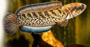First Captive Breeding of Ornamental Channa Stewartii Fish Succeeds