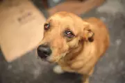 First-Ever National Statistics on Animal Cruelty Released by NCRB