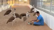 First Godawan Day Celebrated in Jaisalmer to Save Great Indian Bustard